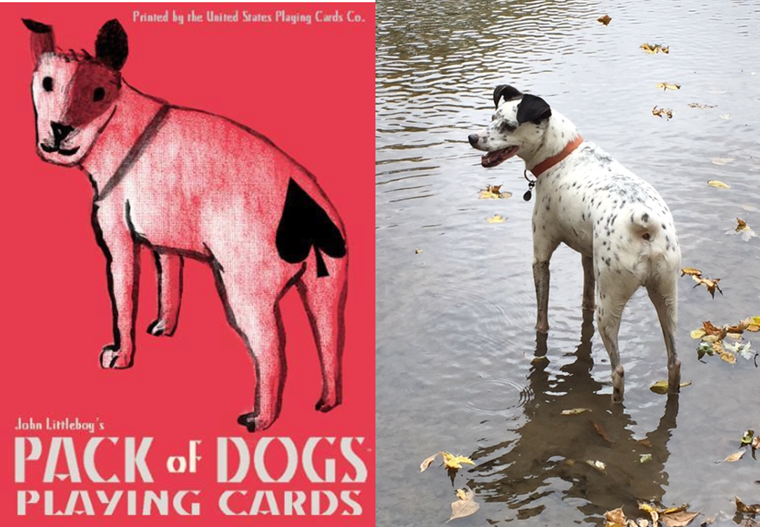 Meet Our Doggie Doppelgänger Contest Winners